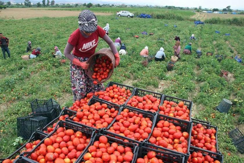 ‘Tarım işçilerinin ölüm nedeni kuralsızlık, denetimsizlik’