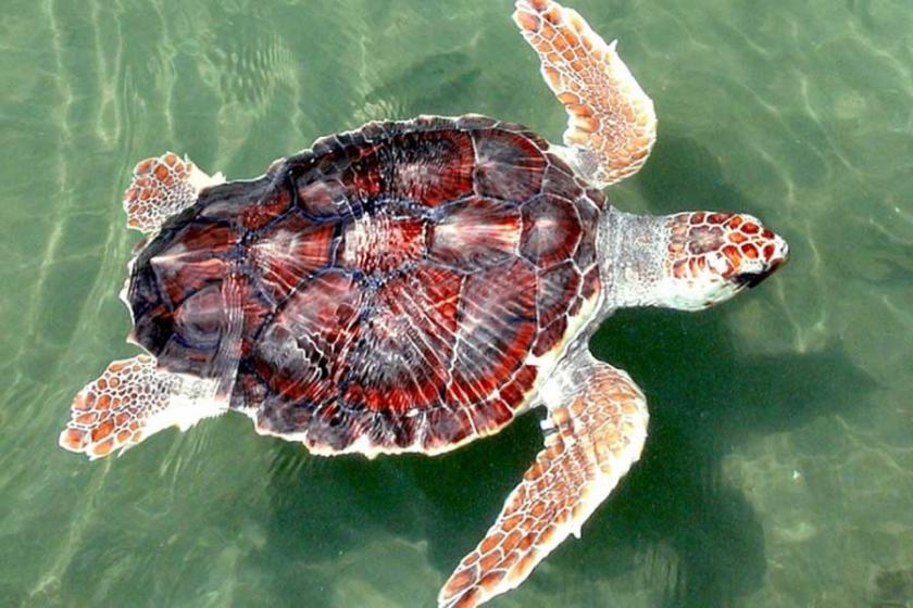 Caretta caretta'ya eziyet eden turistlere para cezası