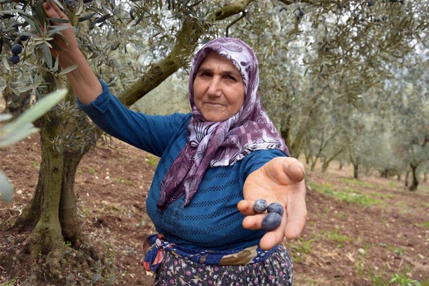 EMEP: Zeytin üreticilerinin zararları derhal karşılanmalıdır