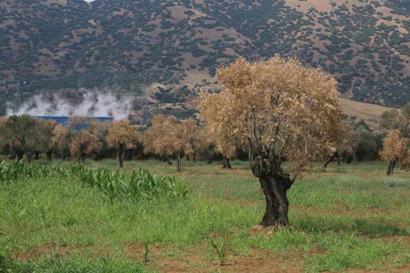 JES’lerden kaynaklı kiraz ve üzümde verim düştü