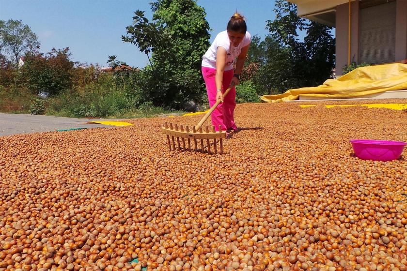 Fındık üreticileri tepkili: Fiyat maliyetinin de altına düşürüldü