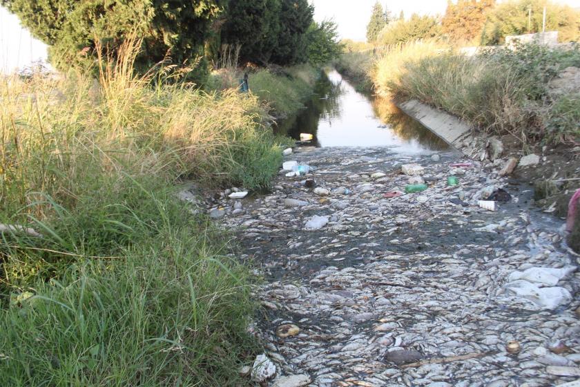 Gediz havzasında balıklar ölüyor, kent halkı endişeli