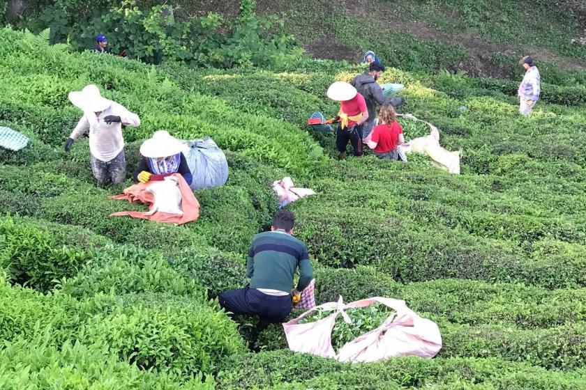 Çay üreticisi Türkiye, Azerbaycan'dan sıfır gümrükle 300 ton çay alacak