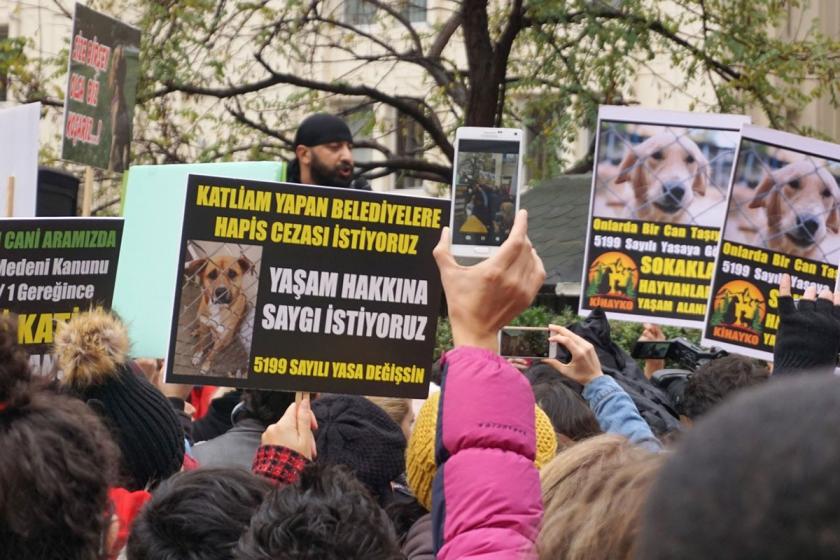 Hayvan hakları yasası her yıl gündeme getiriliyor, parlamentodan geçirilmiyor