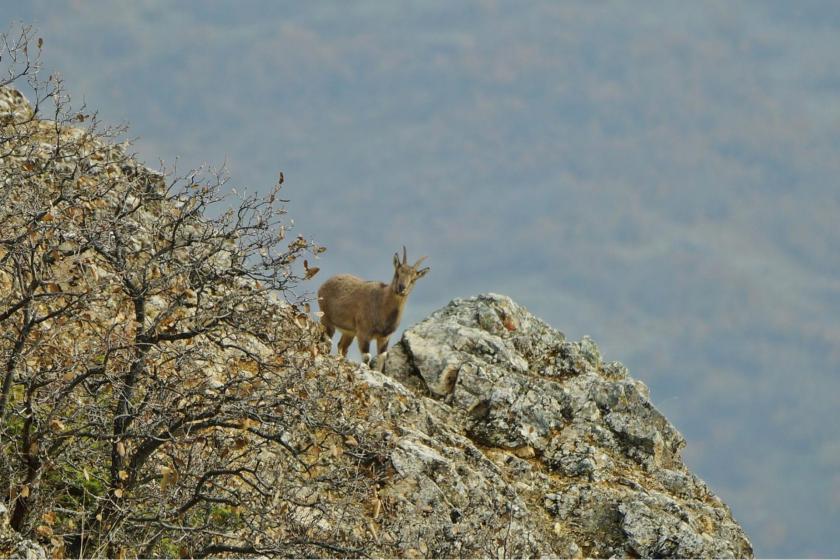 Dersim’de başsavcı vekili ve korucubaşının dağ keçisi avladığı iddia edildi