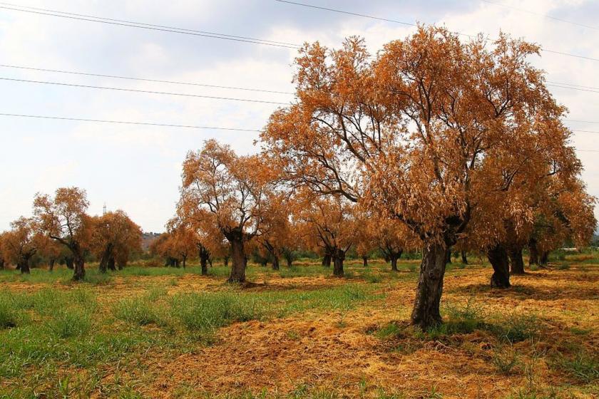 Zeytinlikleri maden talanına açan yönetmelik Anayasa'nın 14 maddesini ihlal ediyor