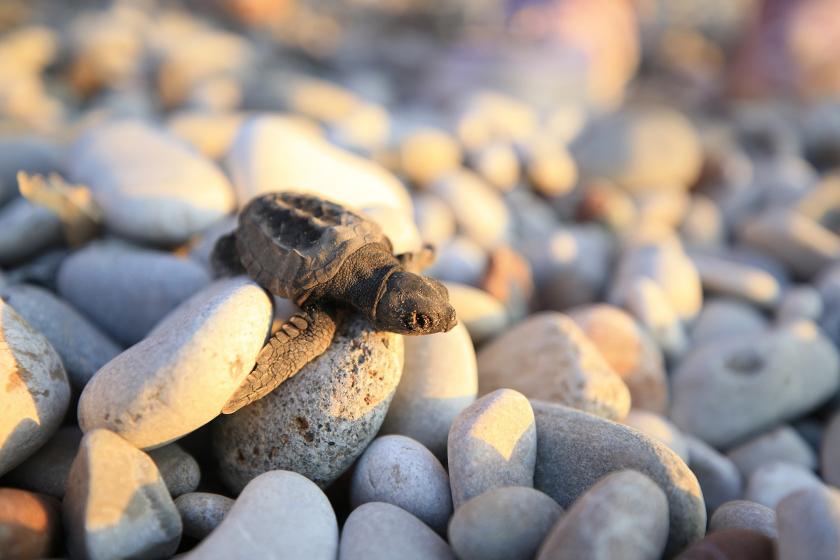 Antalya'da Caretta caretta yavruları denizle buluşmaya başladı