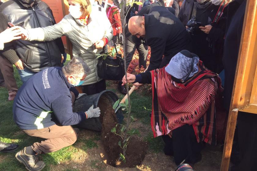 İkizdere'den kurtarılan umut fidanları İzmir'de yeşerecek