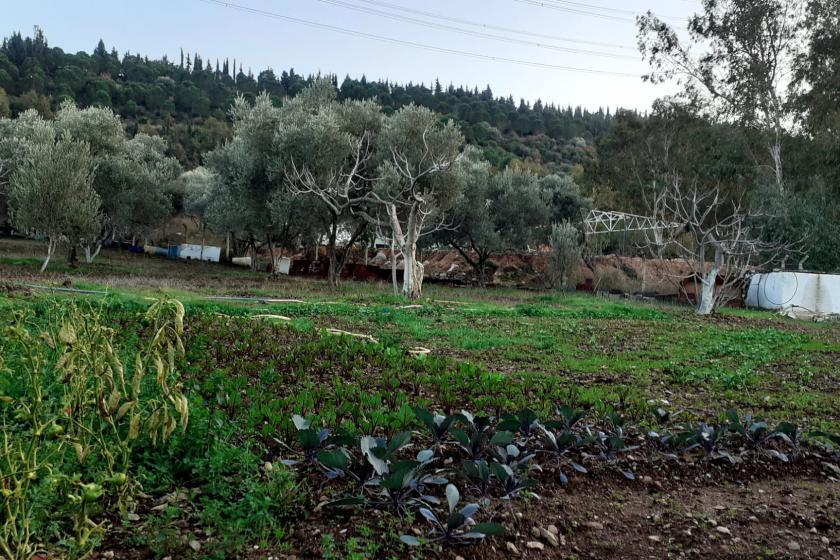 Marmarabirlik'te çalışan işçiler: Zeytin ağaçlarımıza sahip çıkalım