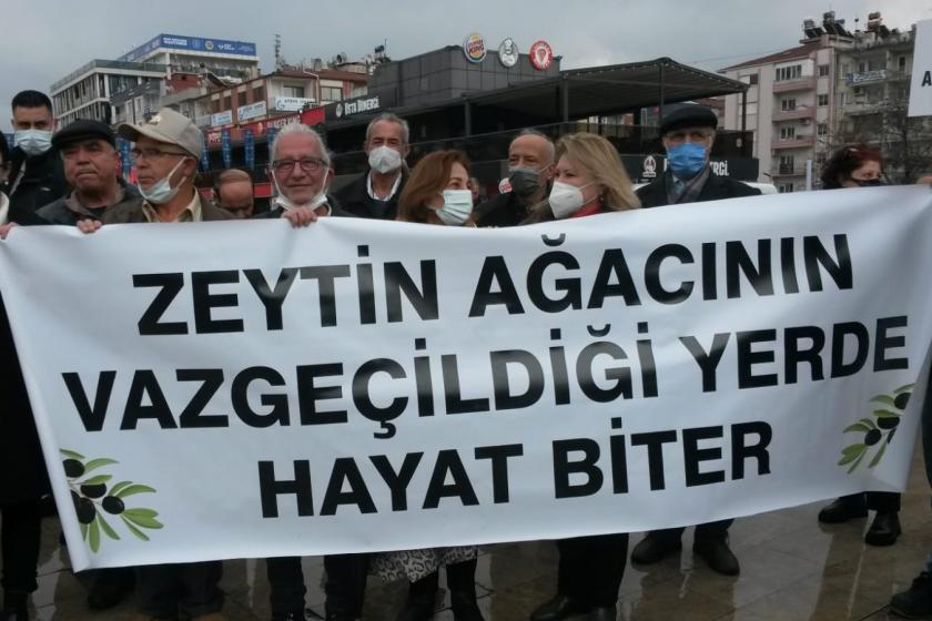 Aydınlılar zeytinleri korumakta kararlı: Madene değil zeytine ihtiyacımız var