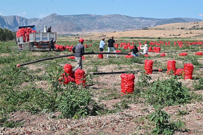 Üreticinin isyanı sürüyor: Maliyetler yüksek, çiftçi zor durumda