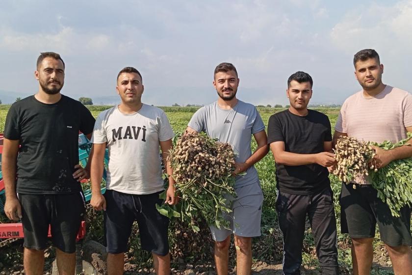 Fıstık hasadına başlayan Kadirlili çiftçi: Bu sene pek bir kazanç beklemiyoruz