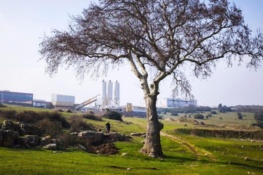 Kocaeli’nde anıt ağaçların dibine sondaj vurdular, 700 yıllık çeşmeyi kuruttular