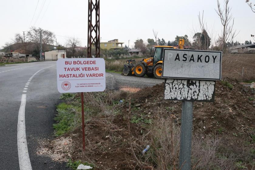 Hatay'da kuş gribi görülen mahalle karantinaya alındı