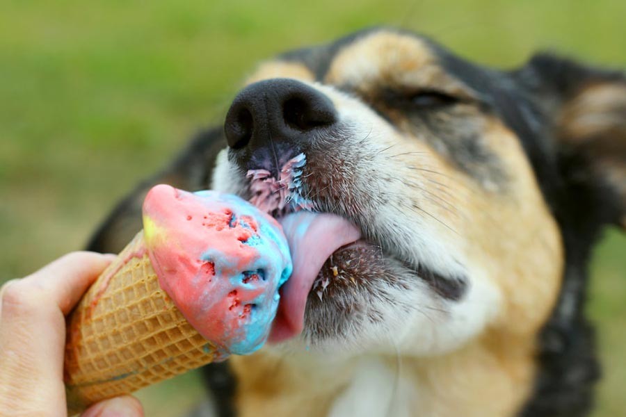 Börklüce’den günümüze Eyyamı Bahur ya da namı diğer Köpek Günleri