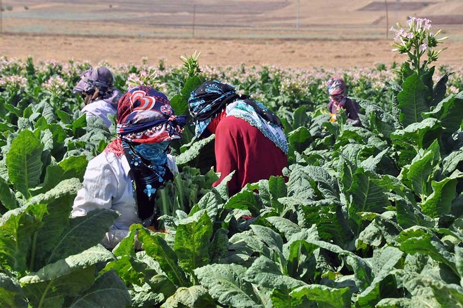 ERG'den mevsimlik çocuk işçiler araştırması