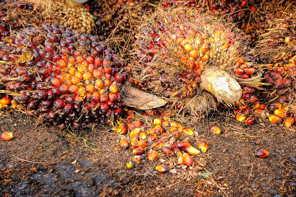 Palm yağı üretimi için ormanları katlediyorlar