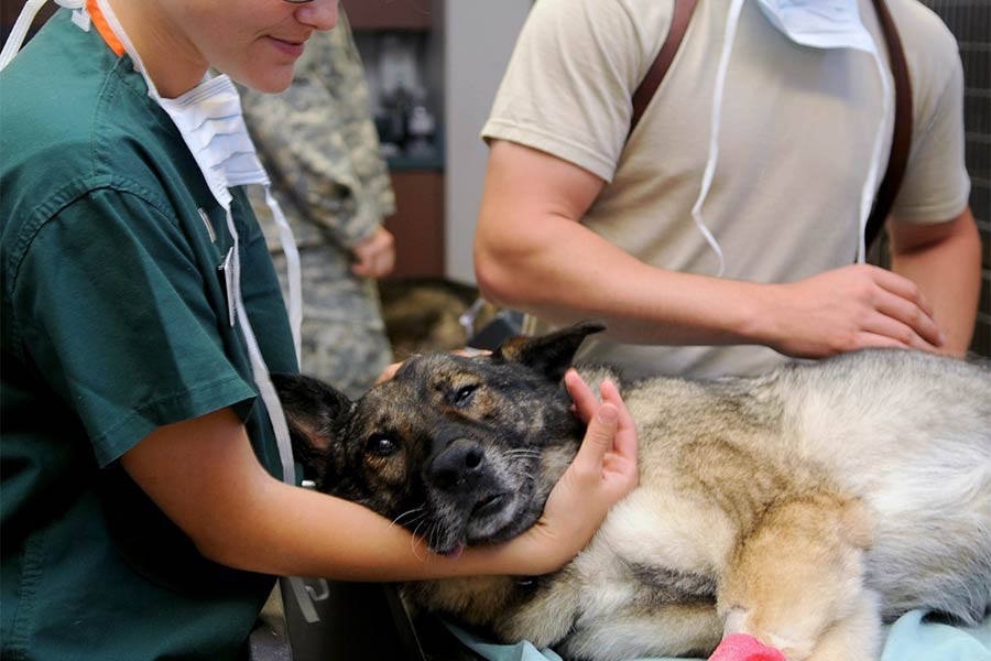 Ümraniye’de veteriner kliniği talebi