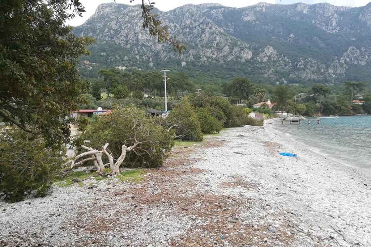 Akbük Koyu'ndaki ağaç katliamıyla ilgili 3 kişi tutuklandı