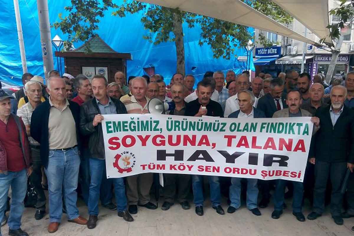 Tüm Köy Sen: Fındık maliyeti 16,18 TL, alım fiyatı 24,78 TL olmalı