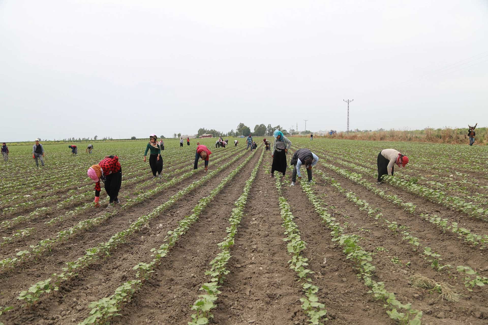 Mevsimlik tarım işçileri çocuklarıyla birlikte tüm gün çalışıyor