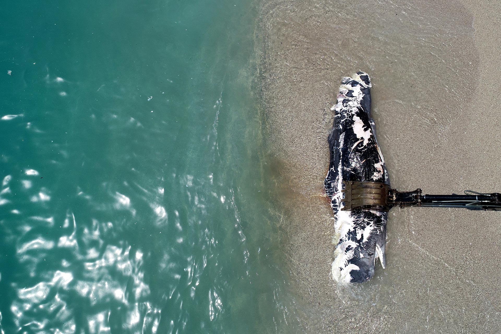 Fethiye'de 3 metre uzunluğundaki ölü balina kıyıya vurdu