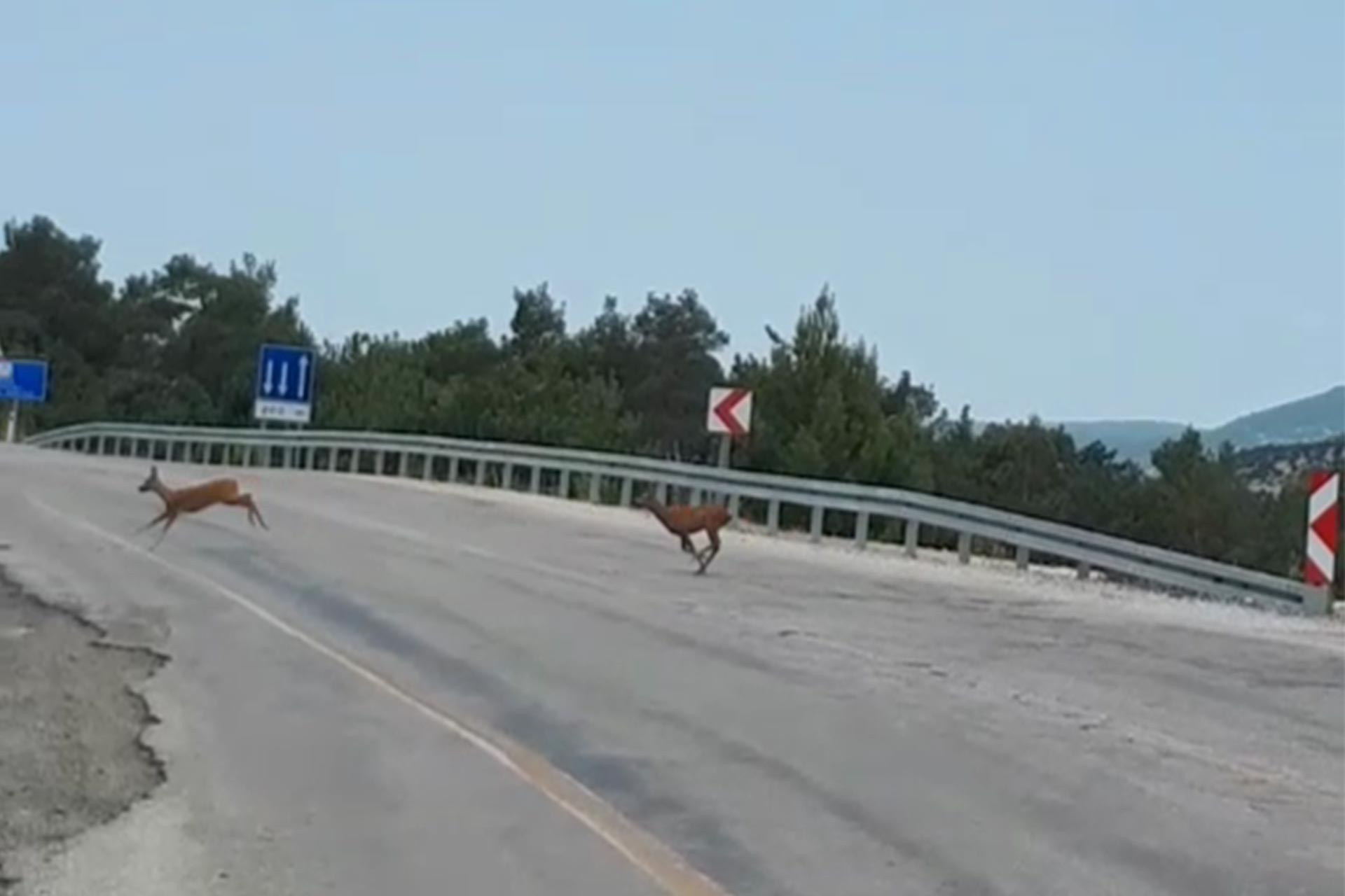 Kazdağları’ndaki ağaç katliamı sonrası ceylanlar kaçmaya başladı