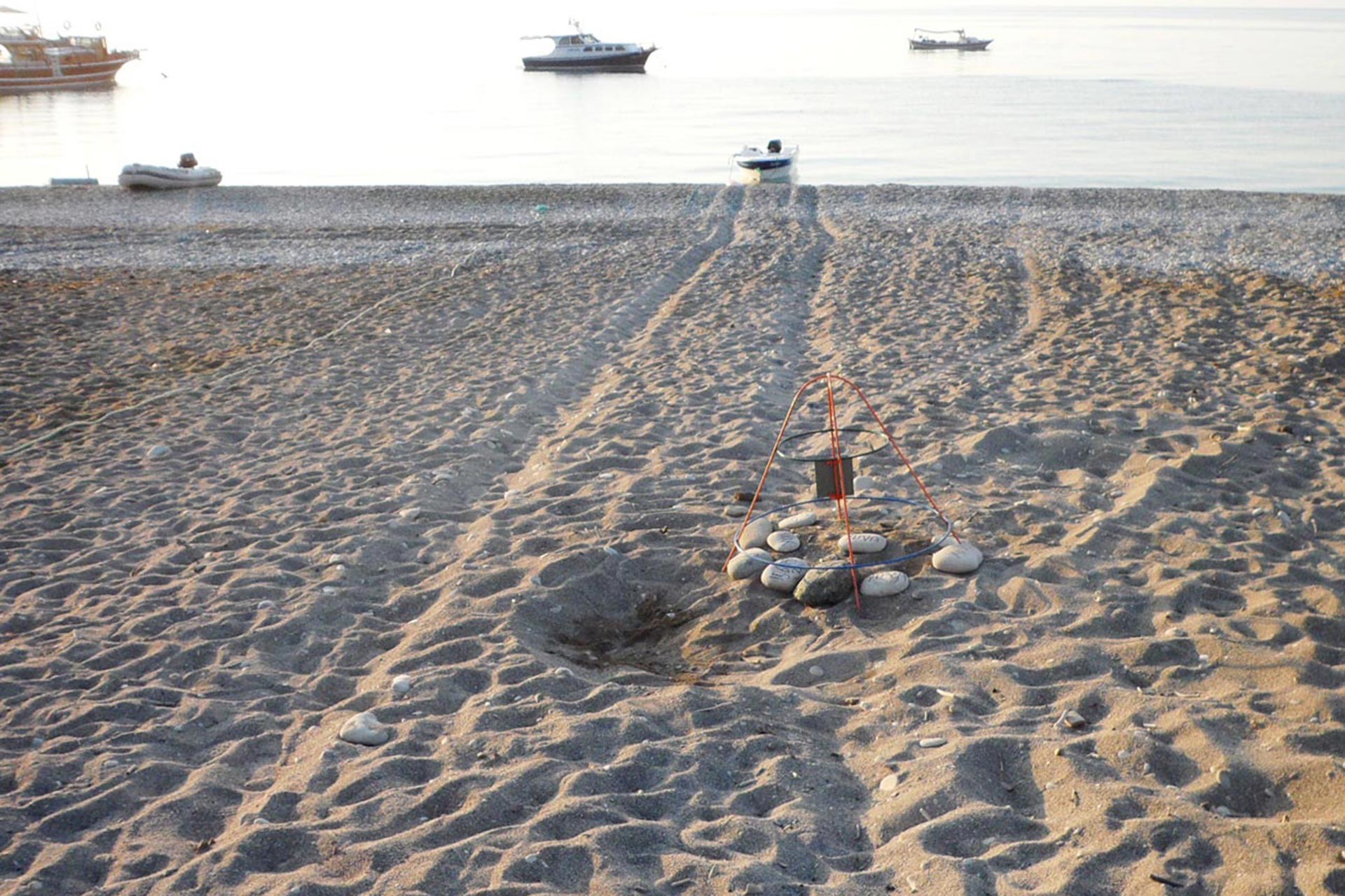 Antalya'da 11 Caretta caretta yuvası tahrip edildi