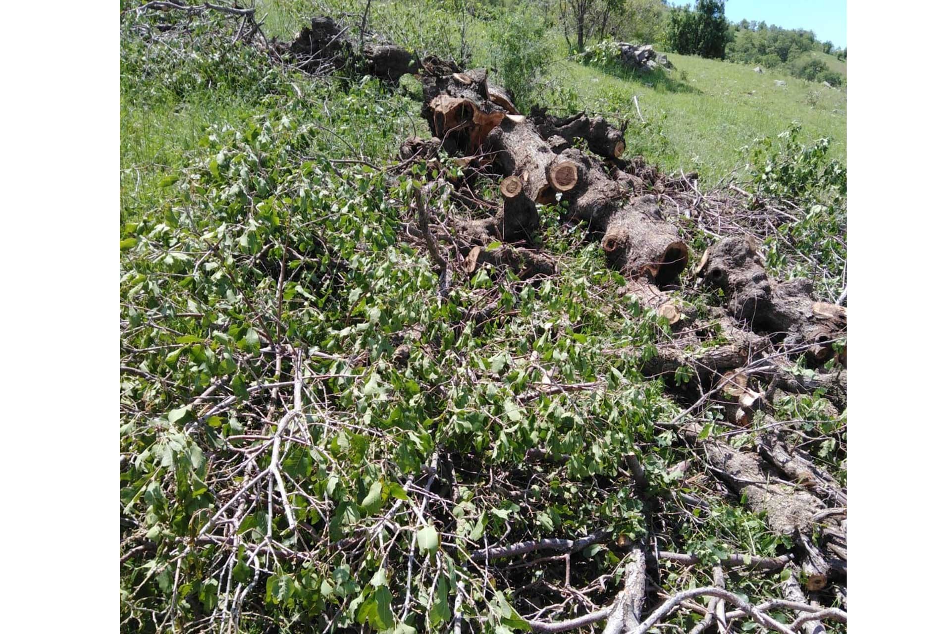 Cudi Dağı bölgesindeki kalekolların etrafında ağaç kıyımı yapılıyor