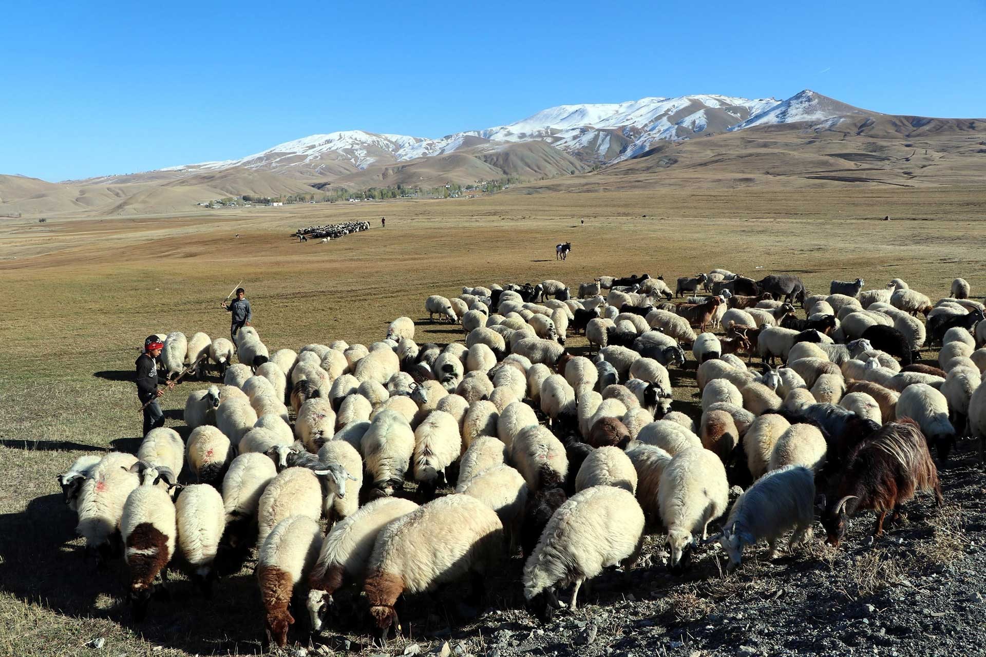 "Yerli çoban arada izne giderken Afganlara tatil ya da izin yok"