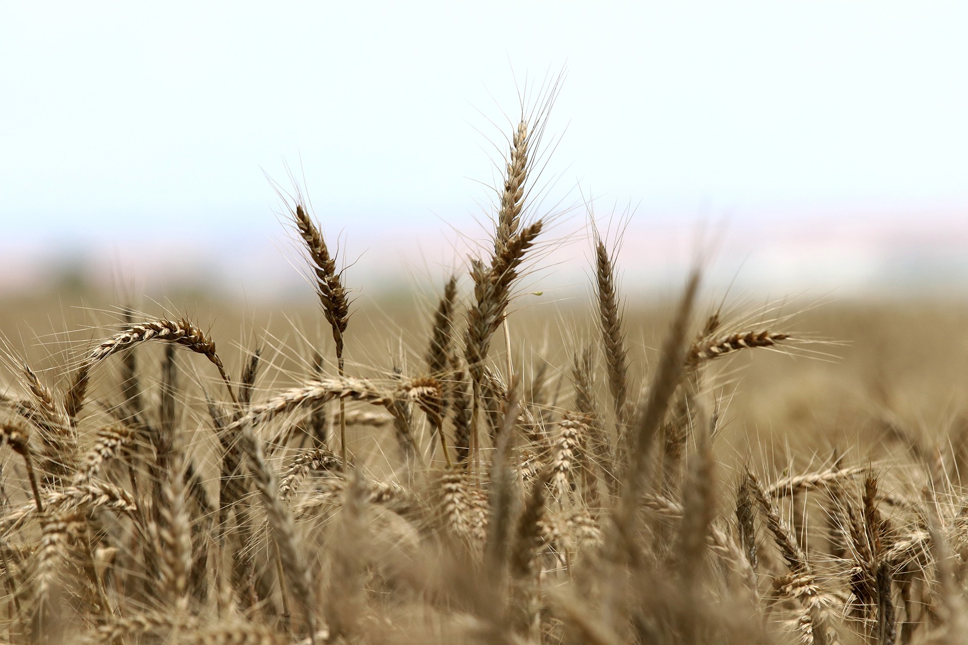 Buğday tarlası | Fotoğraf: Özgün Tiran/AA