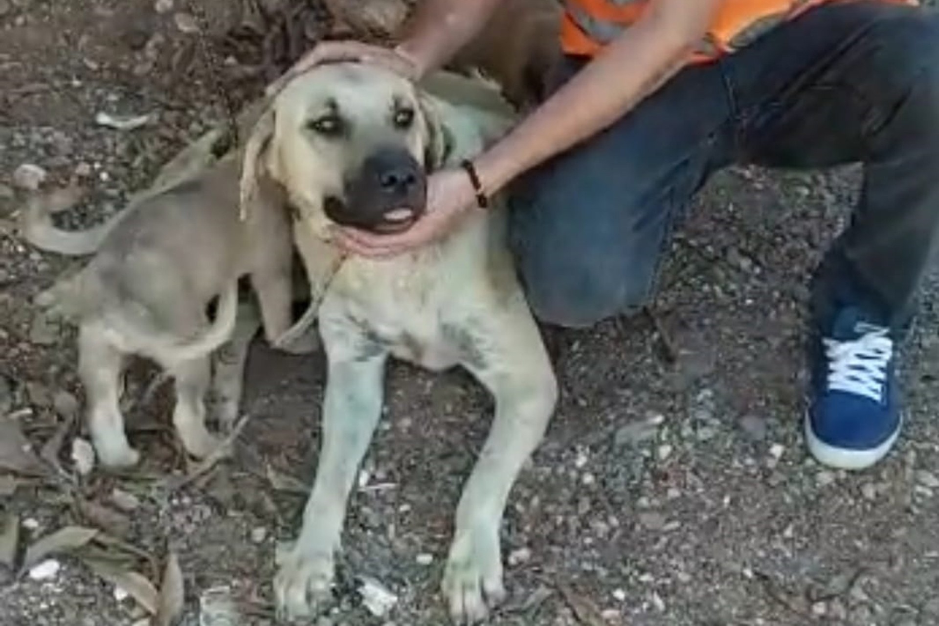 Antalya’da köpeğe tecavüz eden erkek para cezasıyla serbest bırakıldı