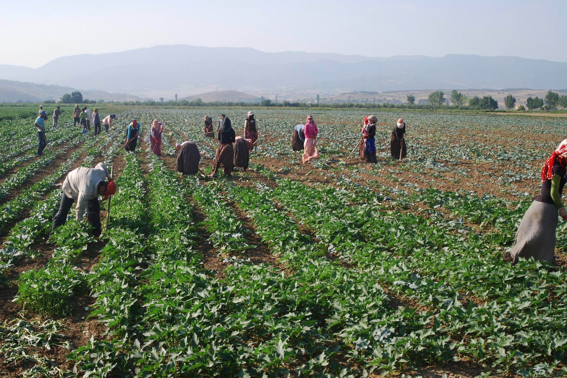 Mevsimlik tarım işçilerinin haklarını düzenleyen cumhurbaşkanlığı genelgesi Resmi Gazete'de