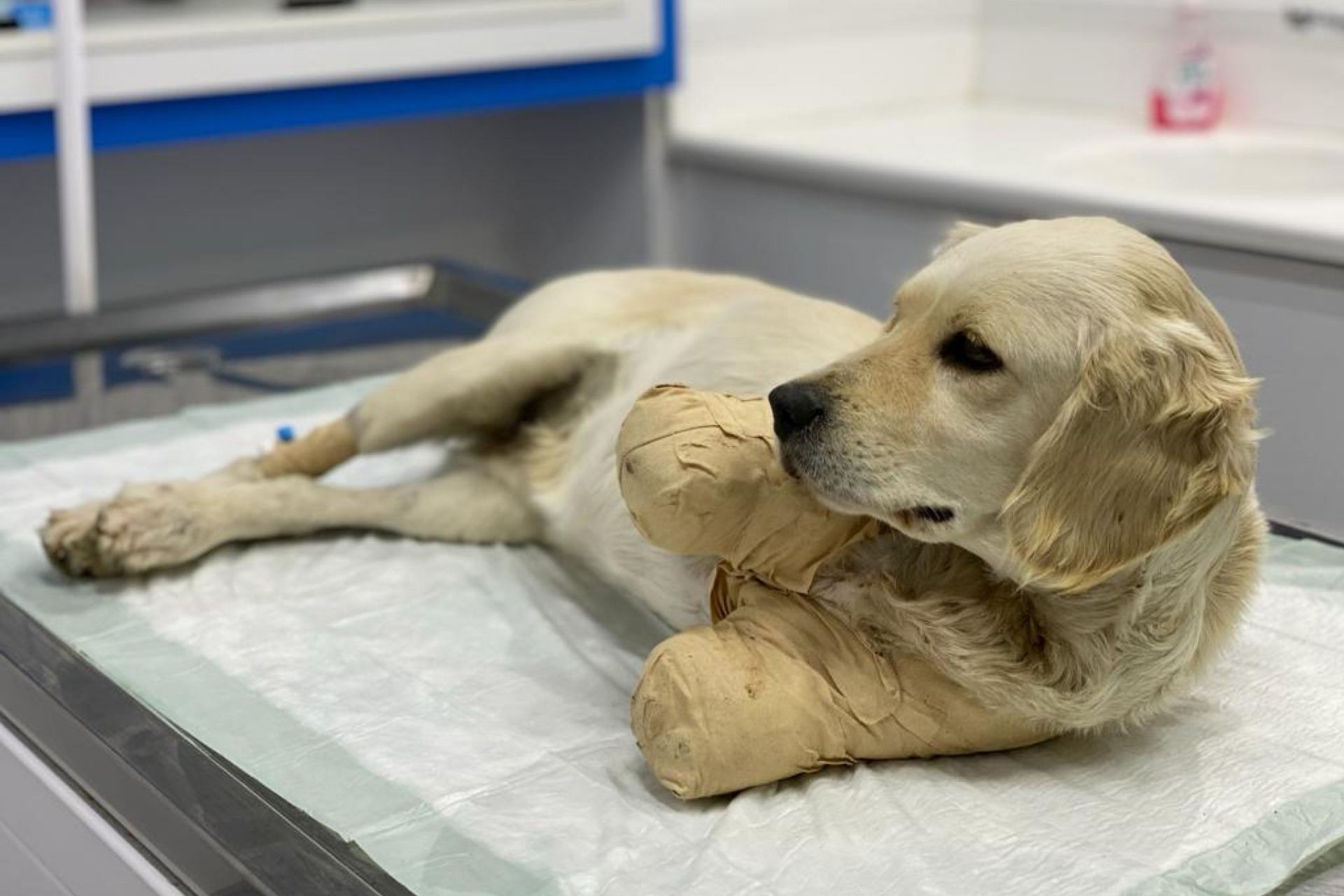 Yaralı yavru köpek Pamuk