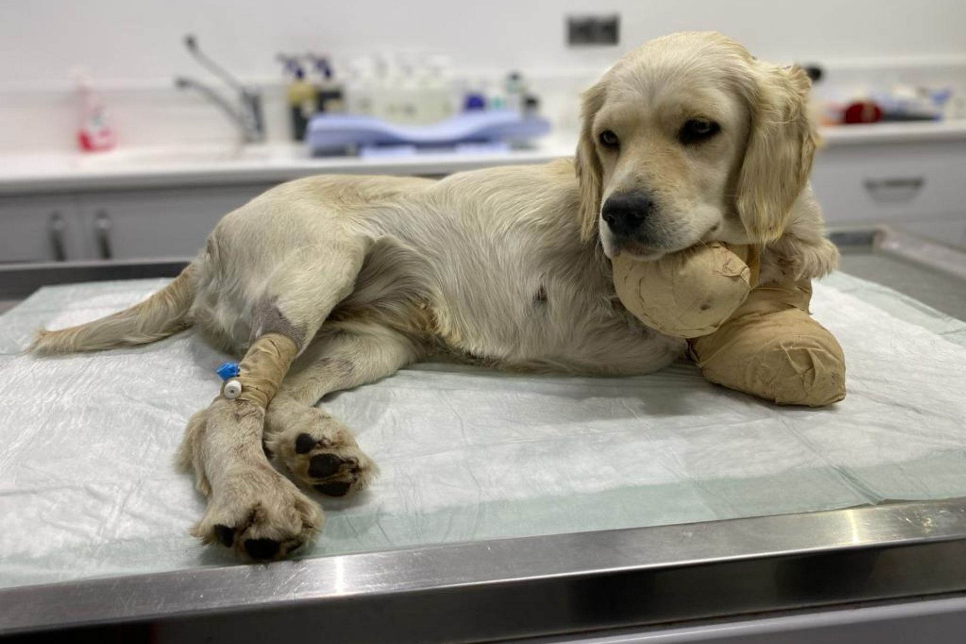 Samsun'da, ön patileri kesilen yavru köpek Pamuk, hayati tehlikeyi atlattı