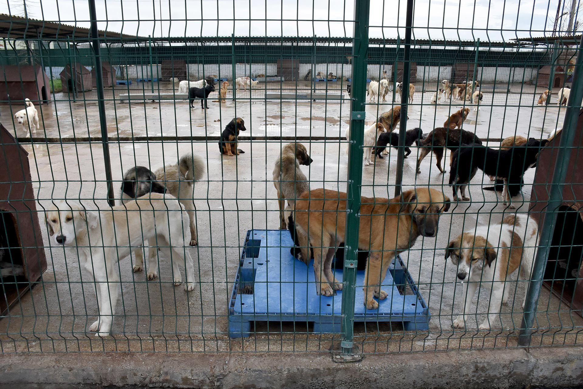 Hatay'da köpeklerin katledildiği iddiası ile ilgili soruşturma başlatıldı