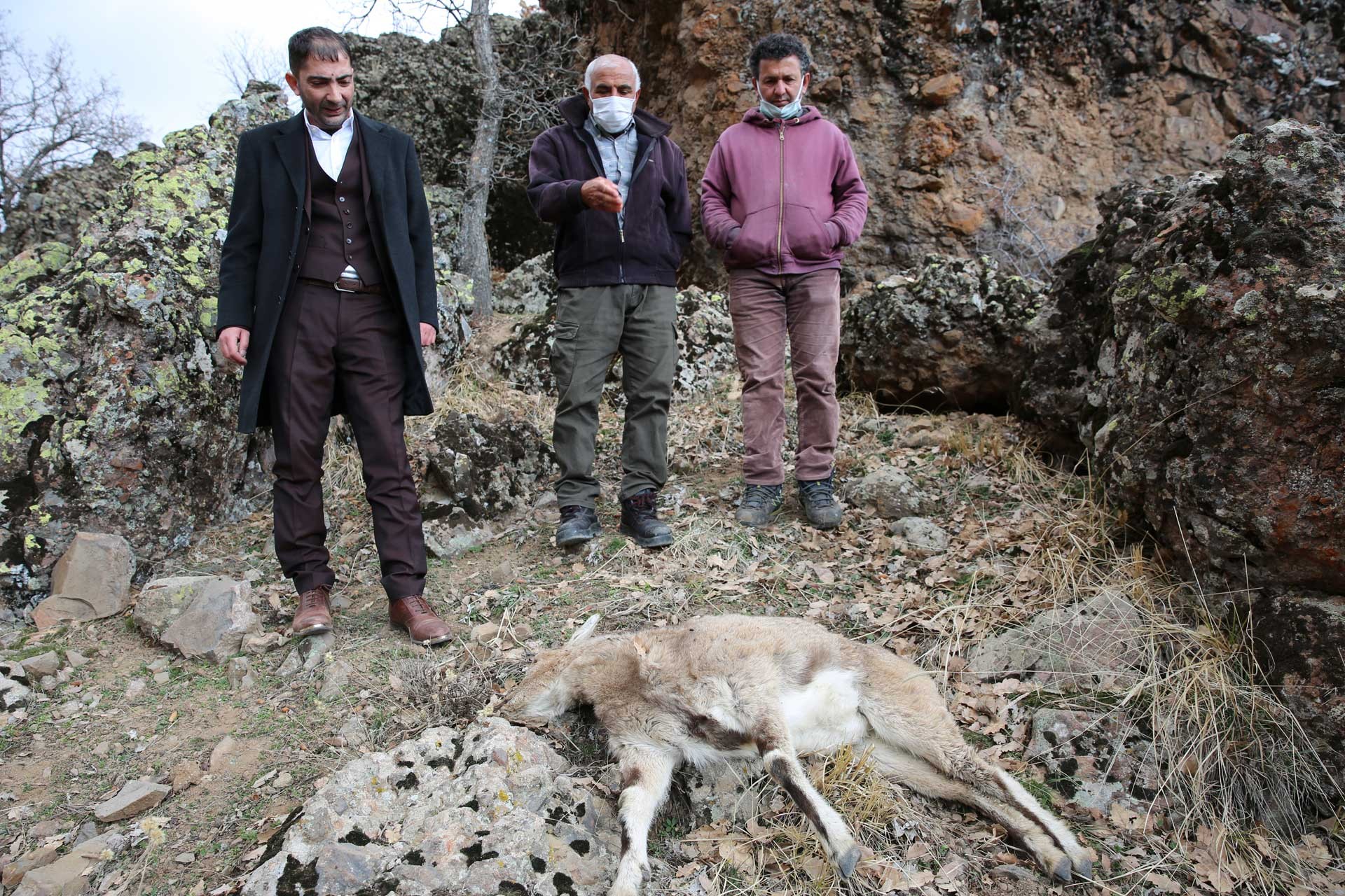 Dersim’de dağ keçileri ölüyor, köylüler nöbette