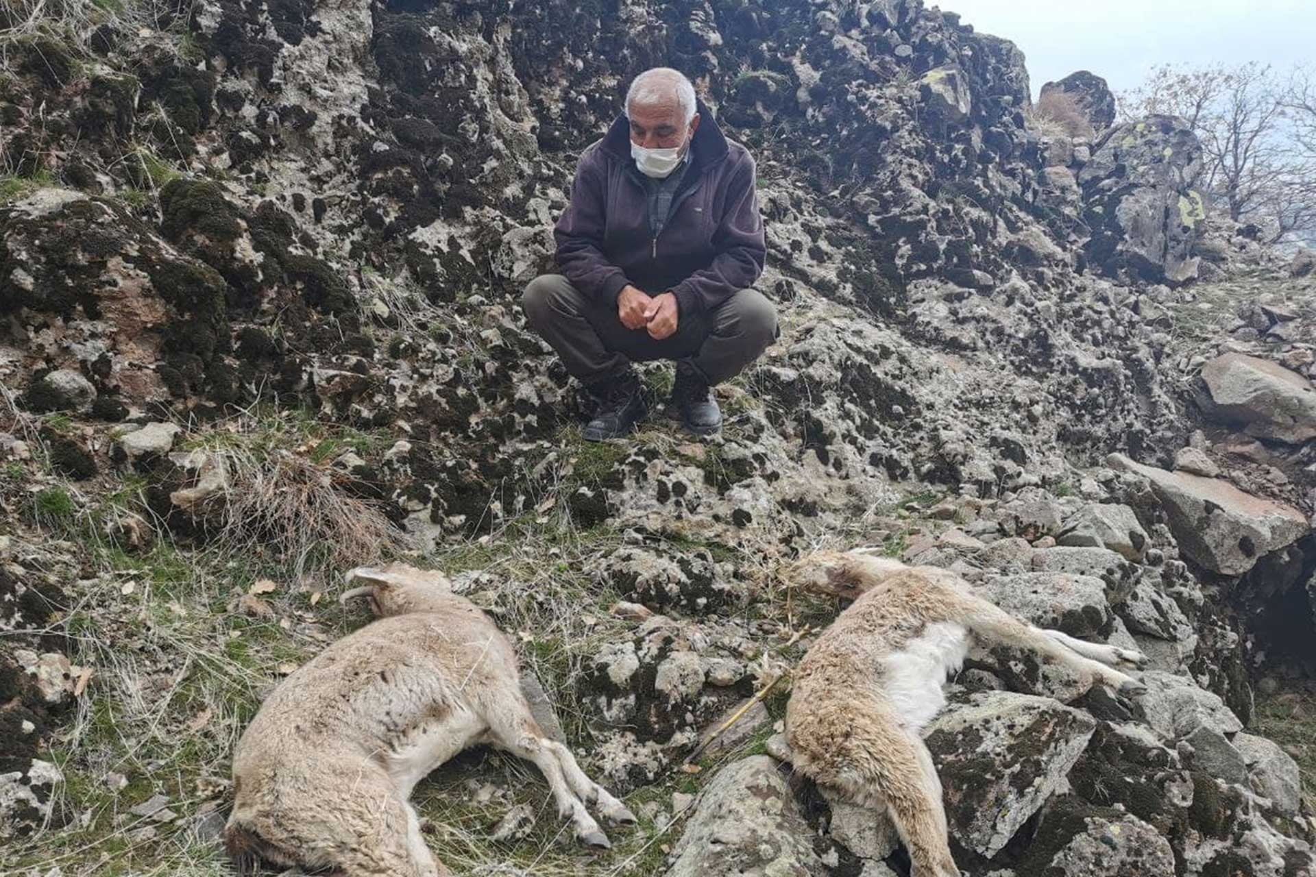 "Dağ keçilerinin ölümüne Dersim'e getirilen koyun sürüleri neden oldu" iddiası