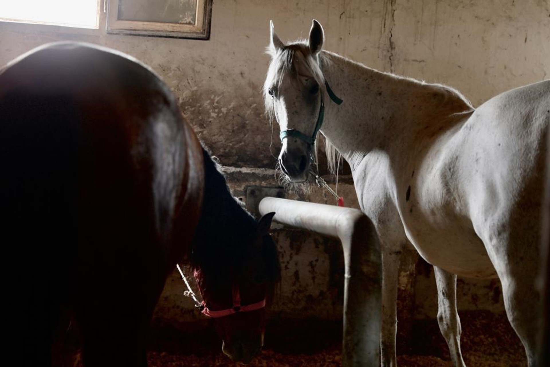 İBB, sahiplendirilen atlara dair açıklama yayımladı, "Sorumluluk sahiplenende" dedi