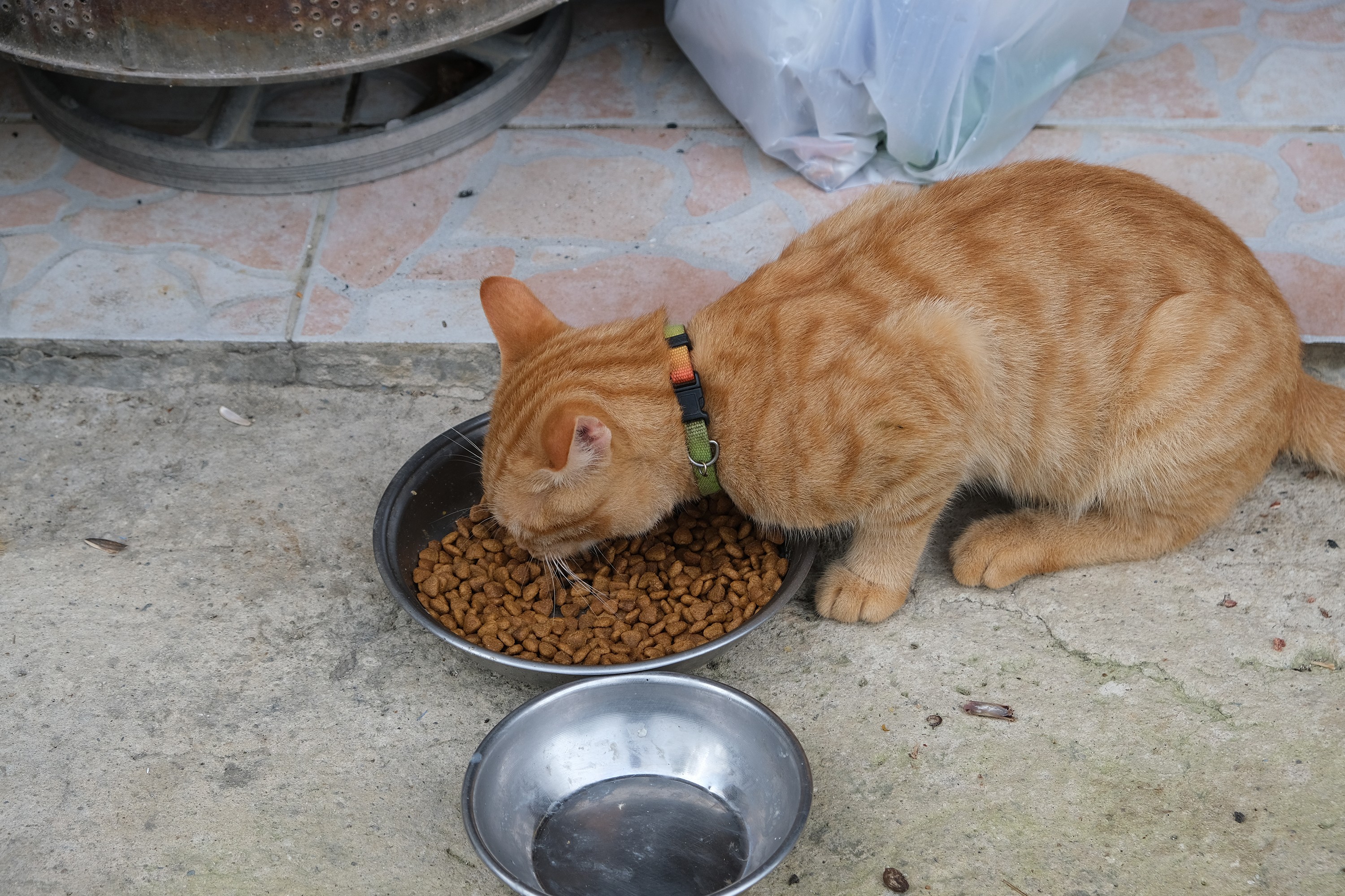 Kedi-köpek maması lüks değil, yaşamsal ihtiyaç