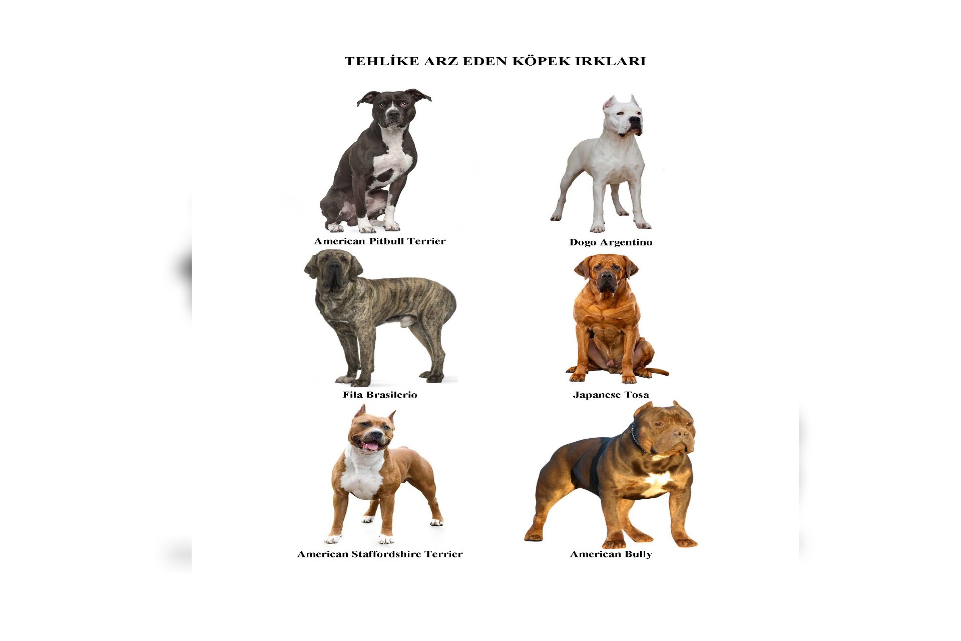 American Staffordshire Terrier ve American Bully ırkı köpekler de 'tehlike arz eden hayvan' olarak belirlendi