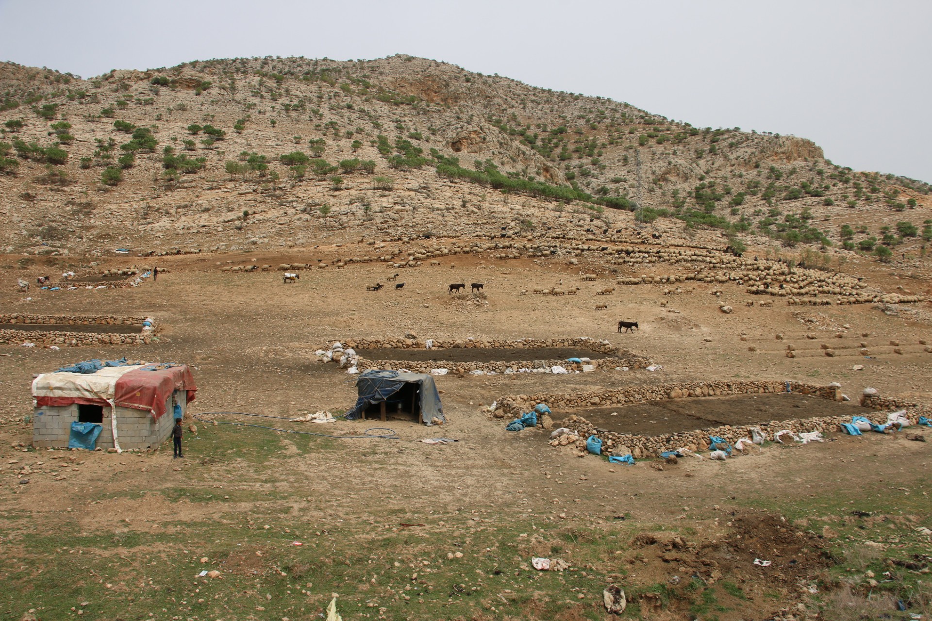 Koçerlere yayla yasağı cezası