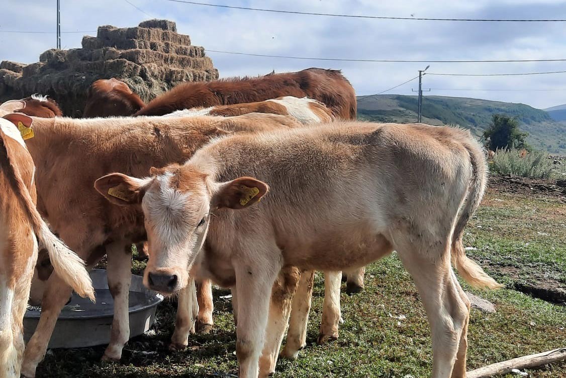 Ardahan’da buzağı ölümlerinin önüne geçilmesi istendi