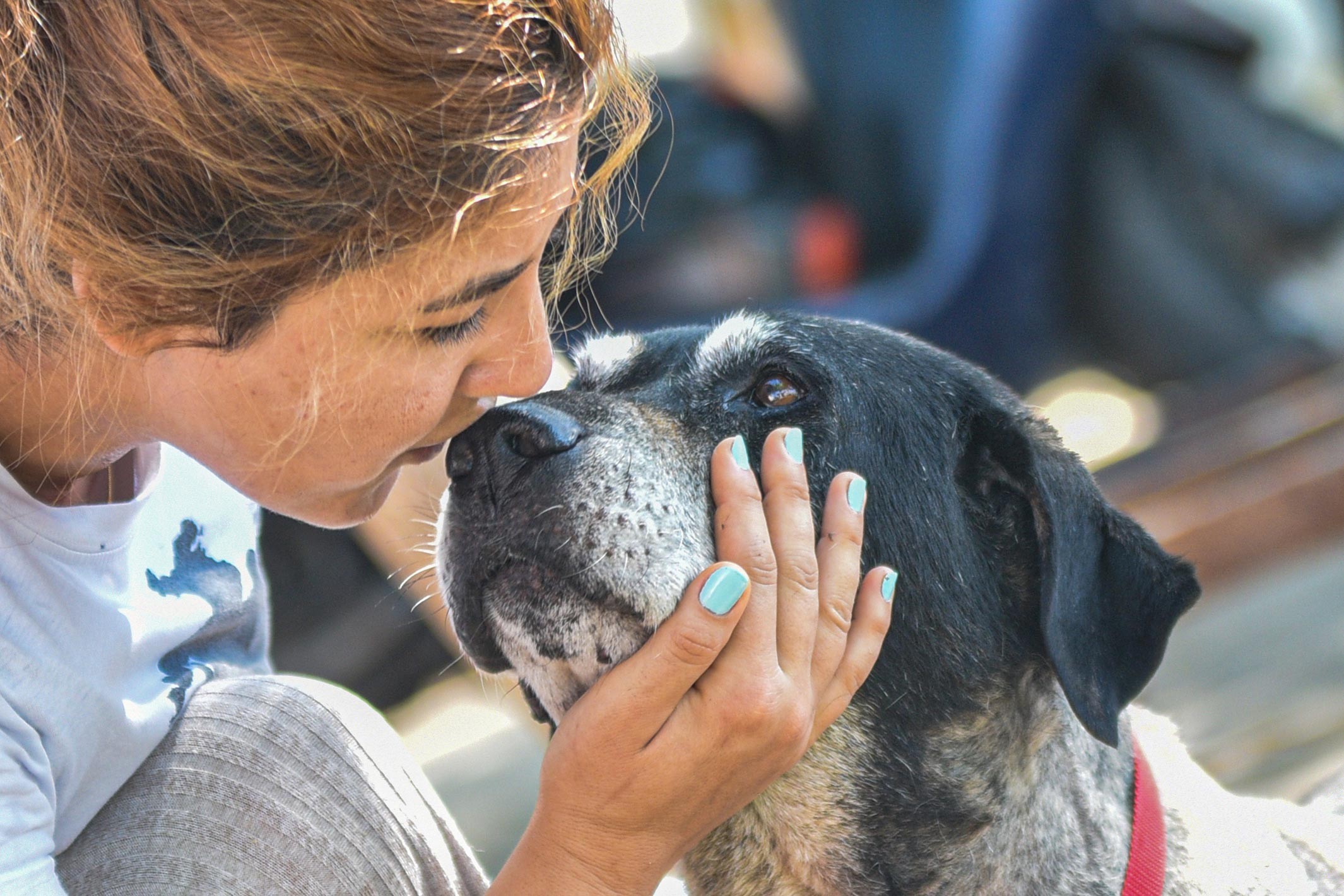 Sokak köpeklerini işaretleyen Havrita'ya erişim engeli getirildi