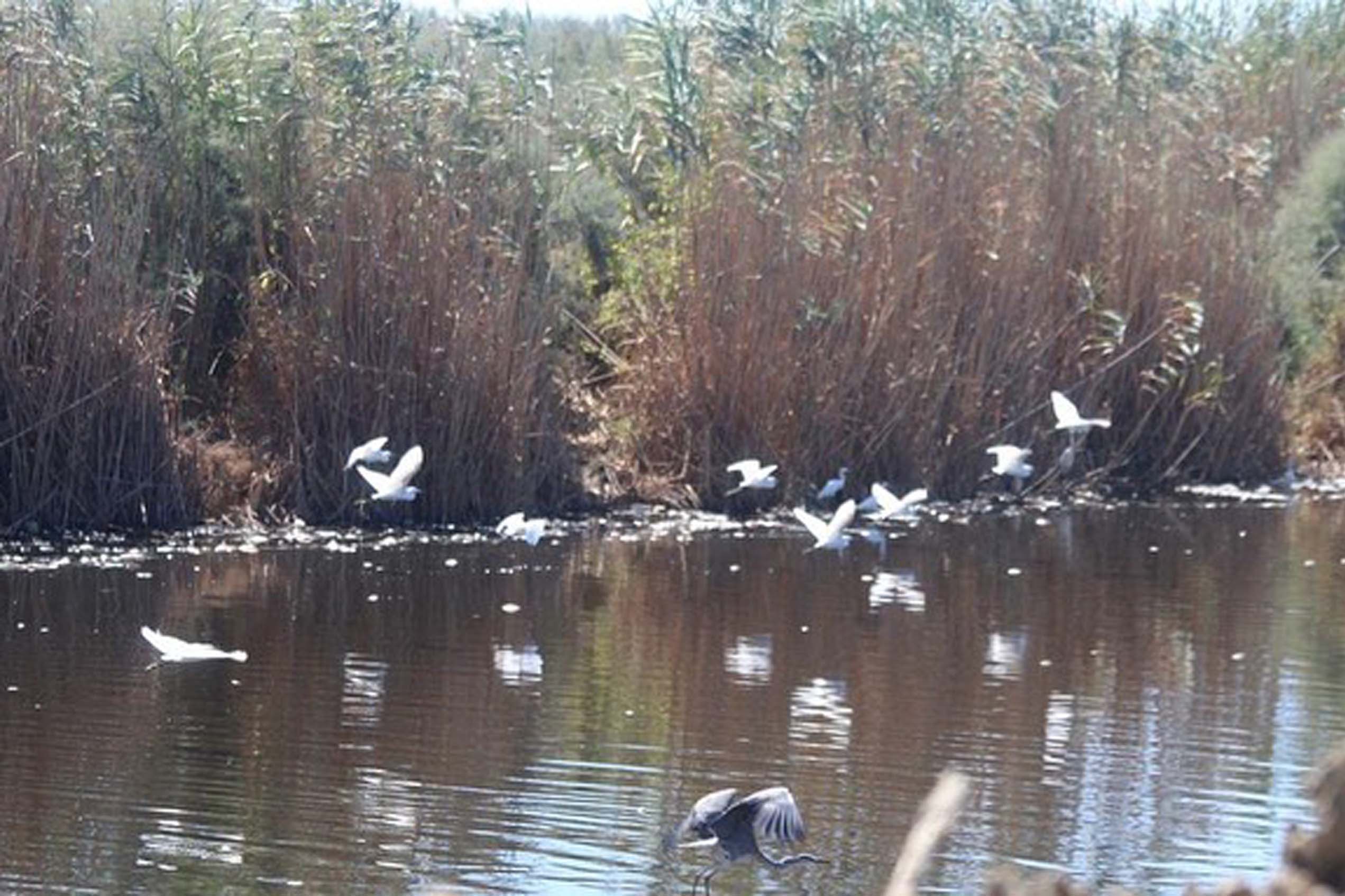 Büyük Menderes Havzası Milli Parkı'nda ölen balıkları yemeye gelen kuşlar