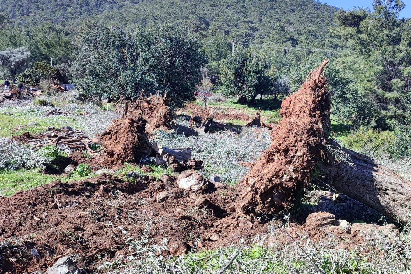 Bodrum'da kesilen 30 zeytin ağacı için 30 bin lira ceza