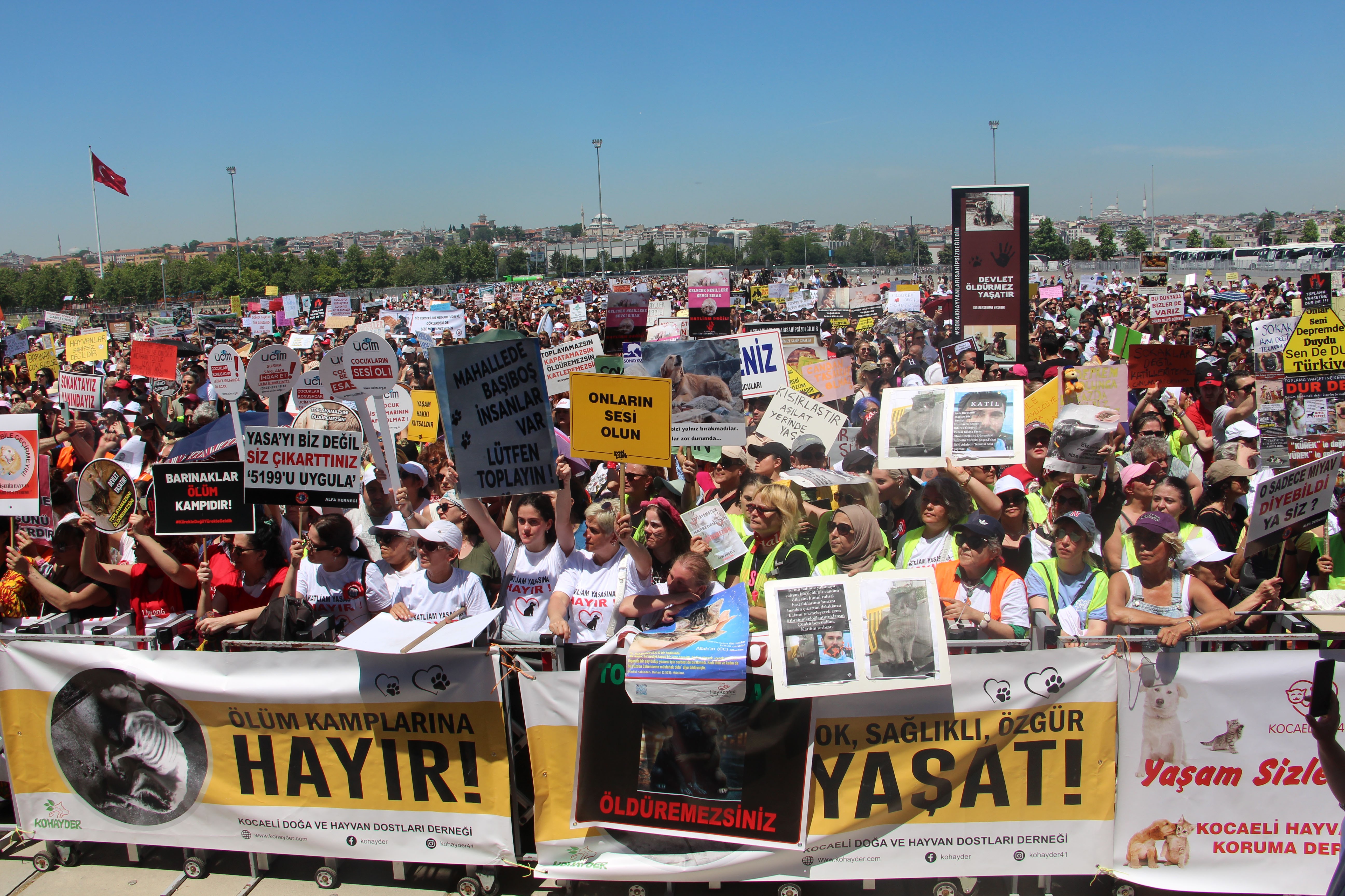 Binler sokak hayvanları için toplandı: ‘Toplayamazsın, hapsedemezsin, öldüremezsin’