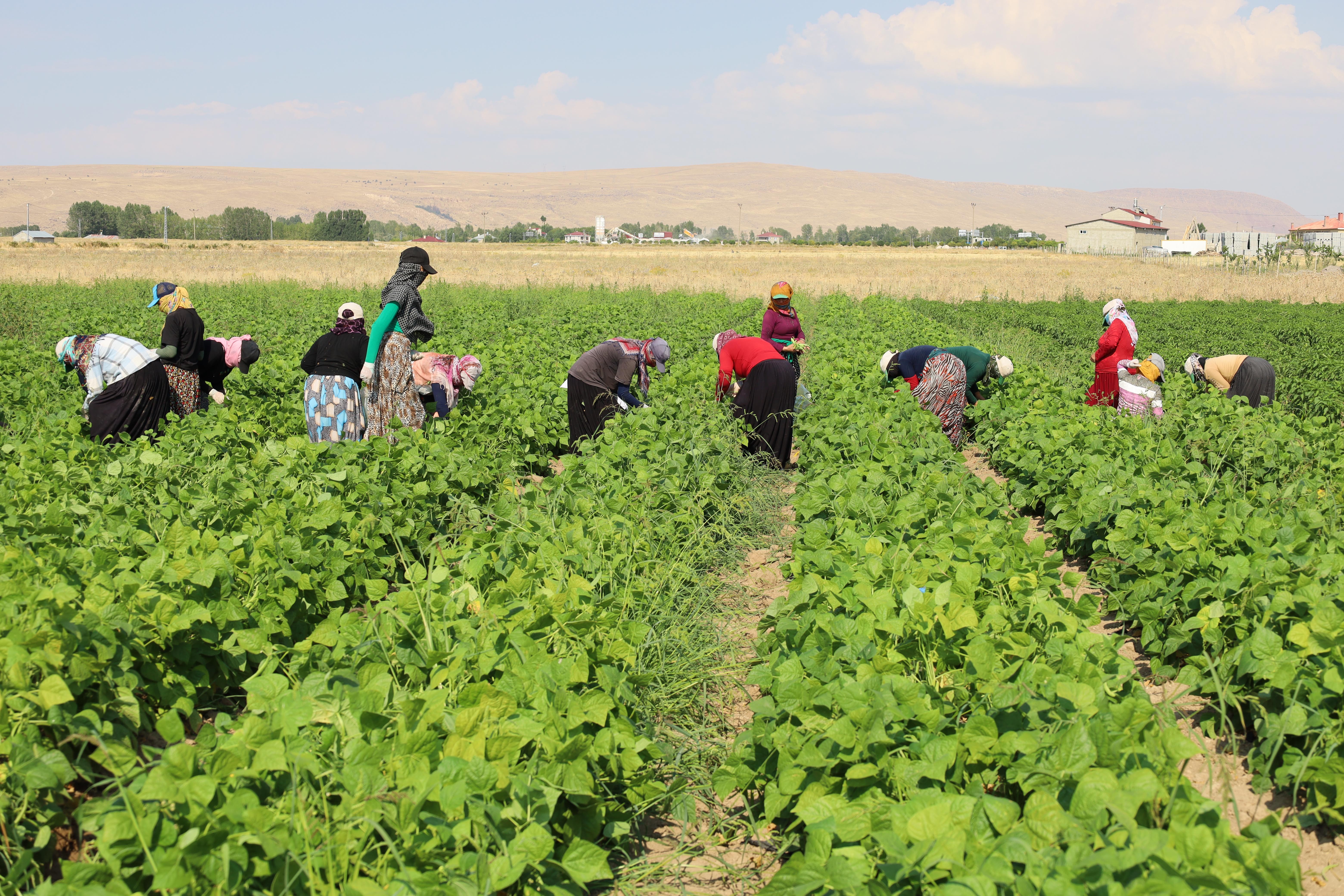 Tarım işçisi kadınlar emeklerinin karşılığını alamıyor