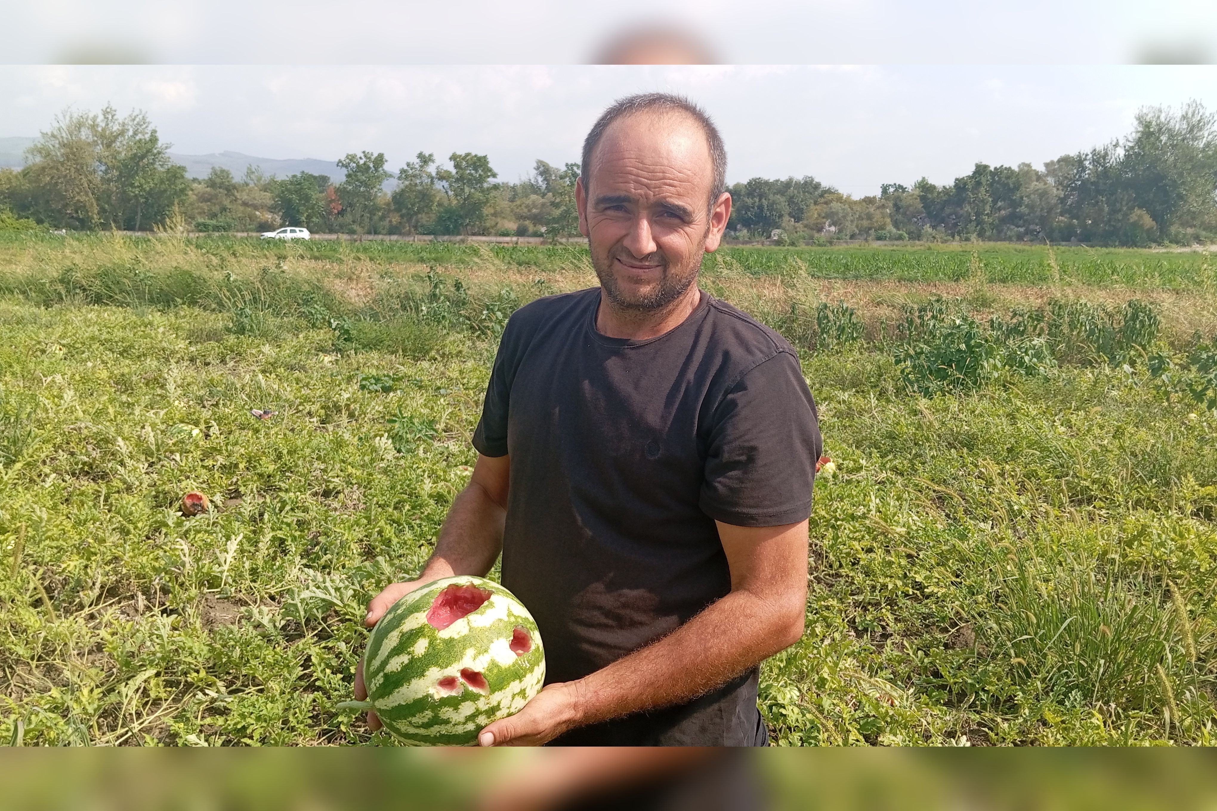 Çiftçinin satamadığı karpuzları kargalara yem oldu: Hem çiftçilikten hem de hayvancılıktan memnun değiliz