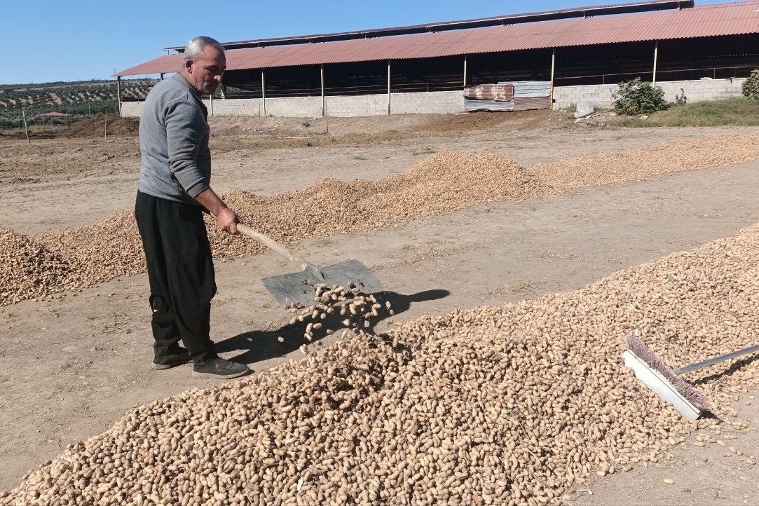 Yer fıstığı üreticisi de zararda | Osmaniyeli üretici: Tarlada kalsa bundan daha iyiydi